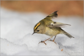 <p>KRÁLÍČEK OBECNÝ (Regulus regulus) /Goldcrest - Wintergoldhähnchen/</p>